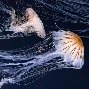 Dance Of The Jellyfish