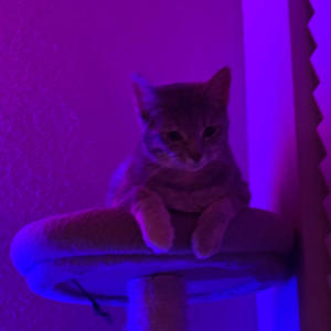 overdose (feat. badtypo) (Explicit)