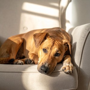 Mascotas En Noche Con Sonidos Tranquilos