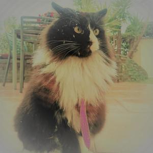 Être une licorne(ballade)