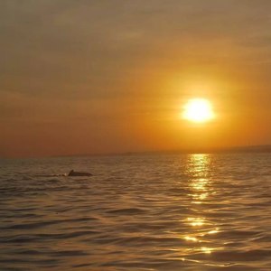 黎明升起的太阳