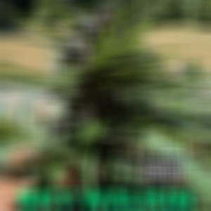 Sky Walkin (Explicit)