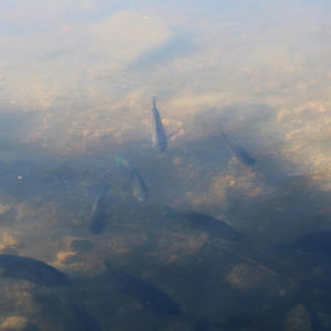 Wing Cap (Remastered Plumber Wings)