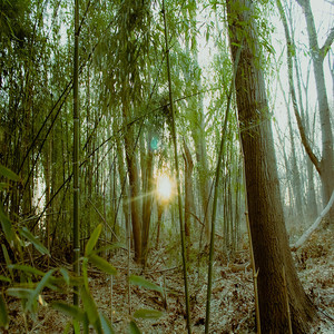 THE i OF A GENiUS - Flowerz grow