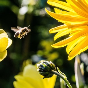 Lagu Cinta untuk Amanda