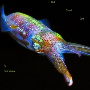 Mind Control Squid