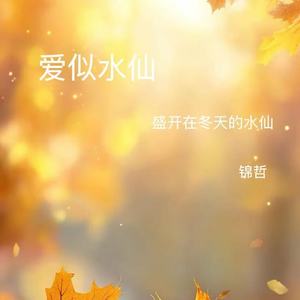 爱似水仙(盛开在冬天的水仙)