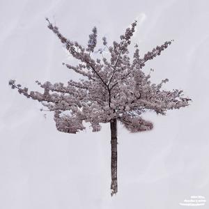 Kirschblütenbaum (feat. Calité)