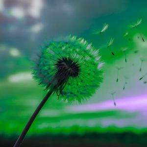 wish (slow + reverb)