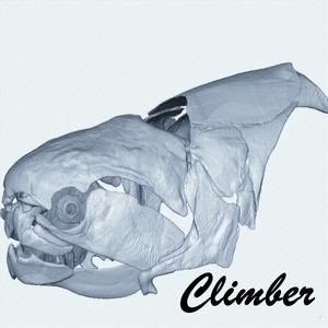 Climber