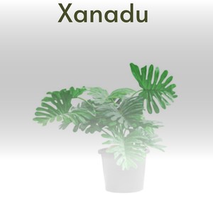 Xanadu (Explicit)