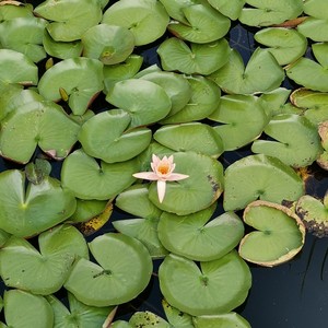 沂河欢歌
