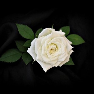 White Rose (Prod. Sudzy)