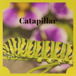 Catapillar