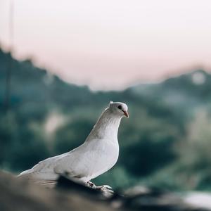 Yom Shabbaton (Calek)