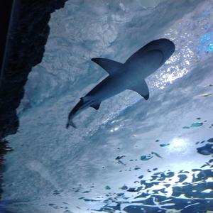 Luft (feat. Popayedi) (Explicit)