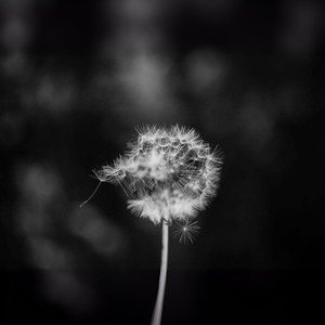 蒲公英的约定-钢琴