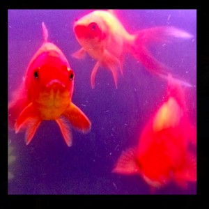 GoldFisH (Explicit)
