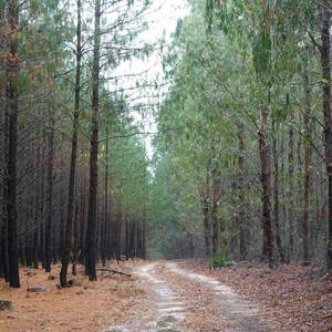 Country Road (Explicit)