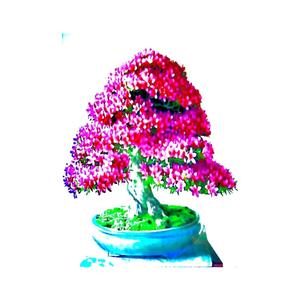 bonsai (Explicit)