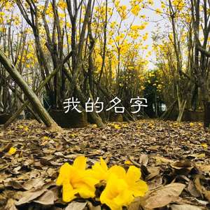 下辈子如果我还记得你