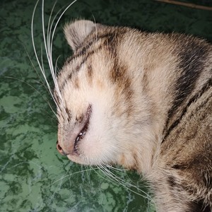 Ohh jaenal (Remastered 2023)