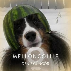 Melloncollie