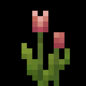 Tulipa (Explicit)