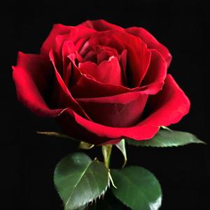 Permission (feat. Soul10) (Explicit)