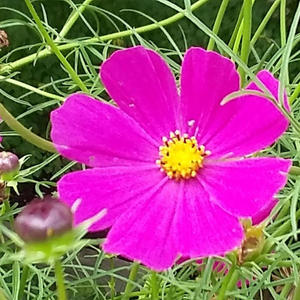 Seabreeze (Remastered)