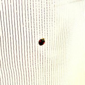 Ladybug (feat. Pooriducer & Ashkan Kagan) (Explicit)