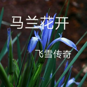 马兰花开 (伴奏)