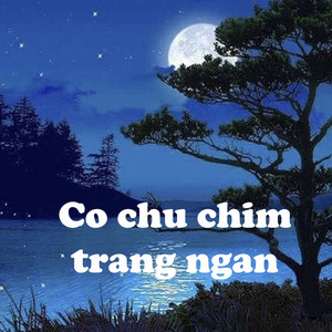 Co Chu Chim Trang Ngan