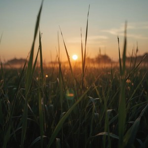Evening Crickets Ambience