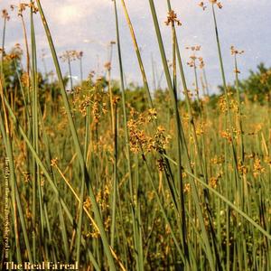 One of those days/Energized (feat. OG FLOE & High Yella) (Explicit)