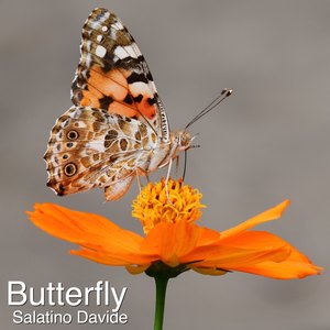 Butterfly (Original Mix)