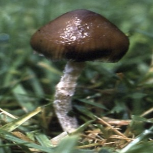 Hollow Heart Season (Explicit)