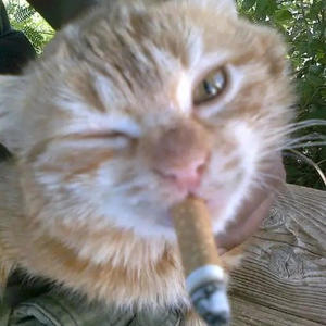 schemin (feat. Lungskull) (Explicit)