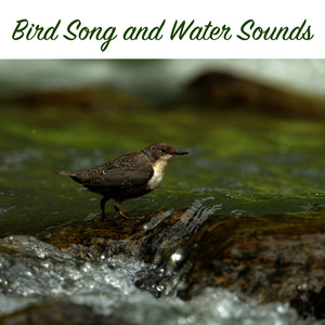 Bird Song and Water Sounds