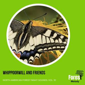 Birds at Dawn of Summer