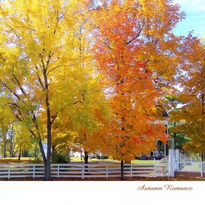어느가을날의로맨스 (某个秋日的浪漫)
