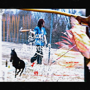 YEAR OF THE HORSE |STUDIO|