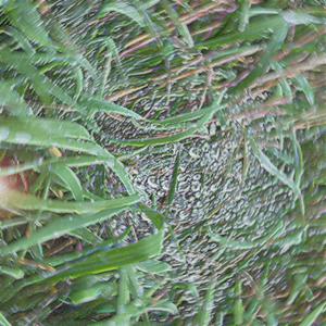 Four (Slowed) (Explicit)