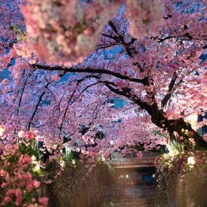 我要验牌(法国口音)