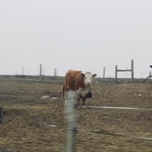 Cherry Bomb in the Kitchen(problems in the Starbucks Drive Thru)