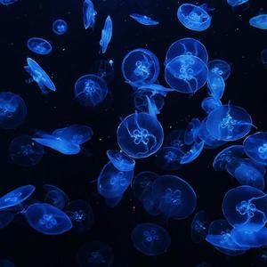 Waltz of the Moonlit Jellies