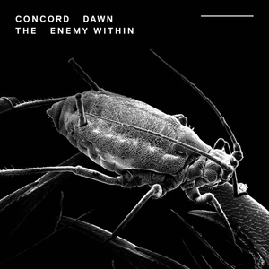 Concord Dawn - This Is All There Is