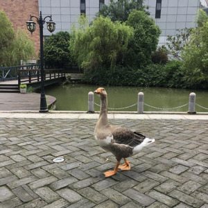 春天在两只老虎的小星星里