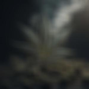 BLAZE THAT (feat. D-Rock & Skilly Waves) (Explicit)