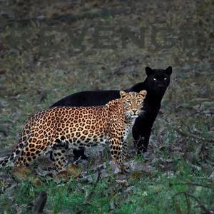 King Kelechi - ĽMĶ (Explicit)